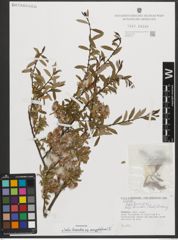 Foto von Salix triandra subsp. amygdalina (L.) Schübl. & G. Martens